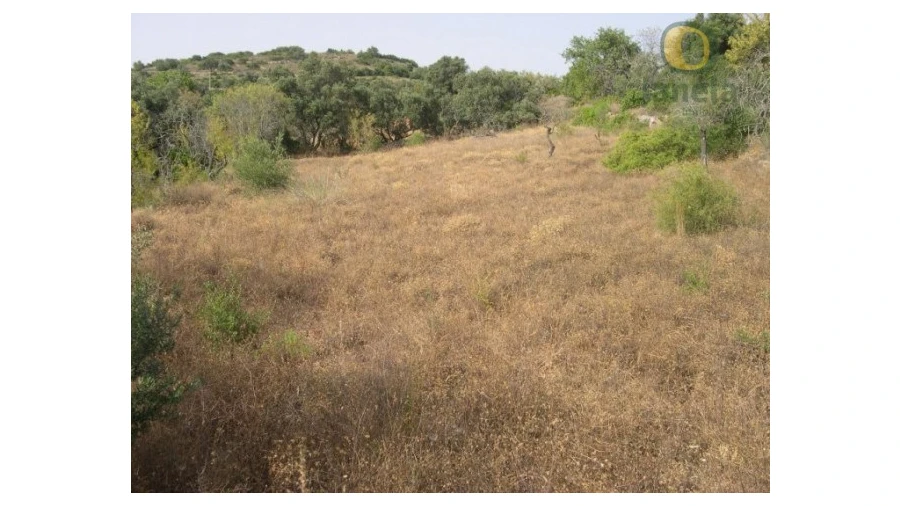 Terreno Agricola ou Rústico para Venda em Santa Barbara de Nexe Foto 3