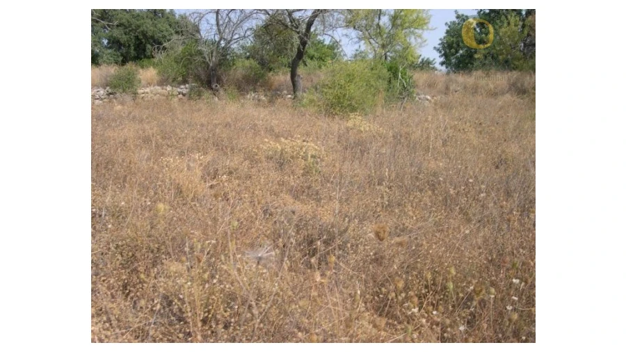 Terreno Agricola ou Rústico para Venda em Santa Barbara de Nexe Foto 4