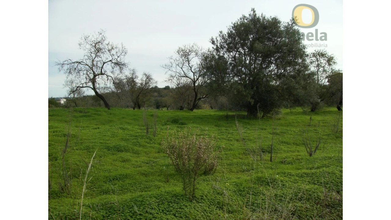 Terreno Agricola ou Rústico para Venda em Moncarapacho e Fuseta Foto 3
