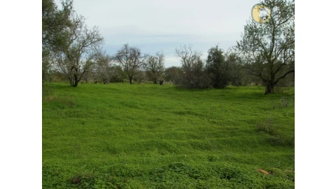 Terreno Agricola ou Rústico para Venda em Moncarapacho e Fuseta