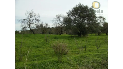 Terreno Agricola ou Rústico para Venda em Moncarapacho e Fuseta