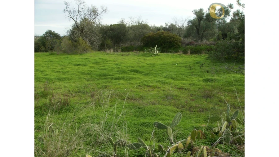 Terreno Agricola ou Rústico para Venda em Moncarapacho e Fuseta Foto 2