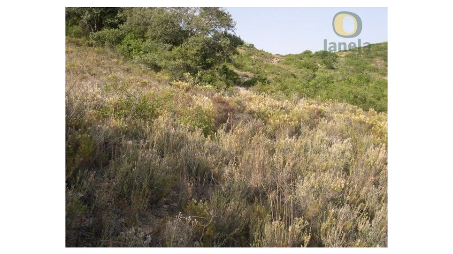 Terreno Agricola ou Rústico para Venda em Santa Barbara de Nexe Foto 8
