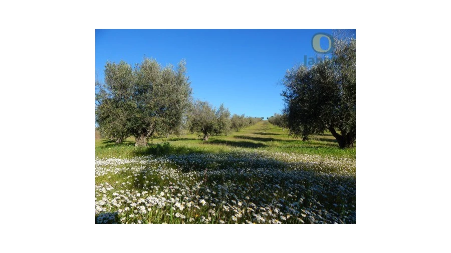 Quinta T10 para Venda em Vidigueira Foto 10