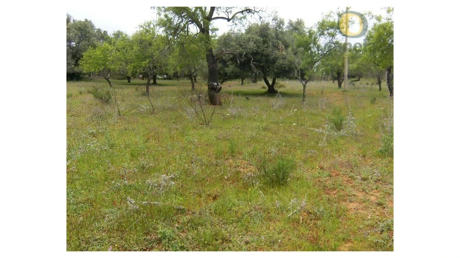 Terreno Agricola ou Rústico para Venda em Loule (São Sebastião)