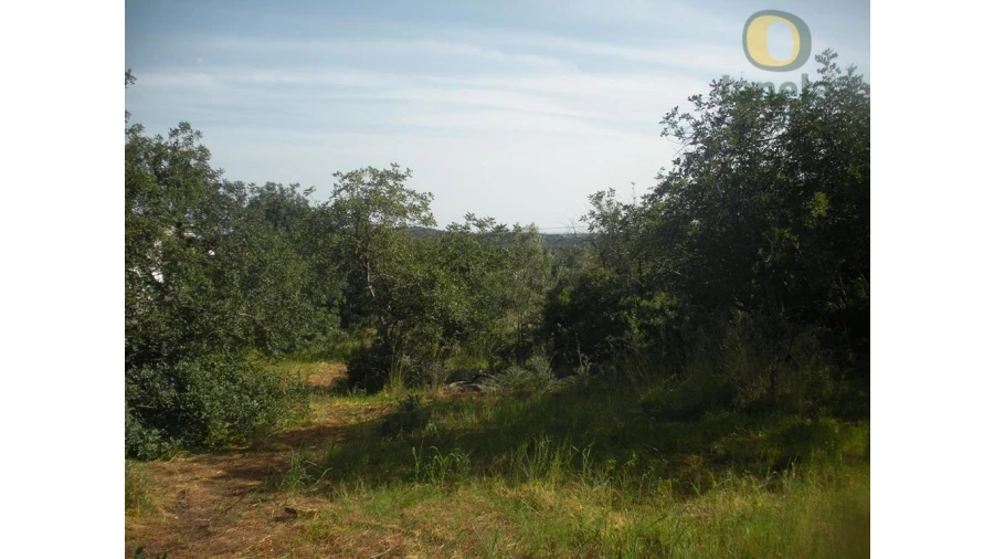 Terreno Agricola ou Rústico para Venda em Loule (São Sebastião) Foto 3