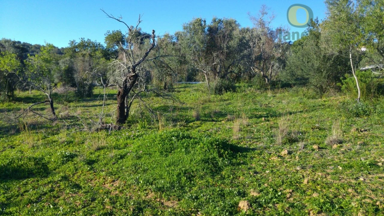 Terreno Agricola ou Rústico para Venda em São Brás de Alportel Foto 8