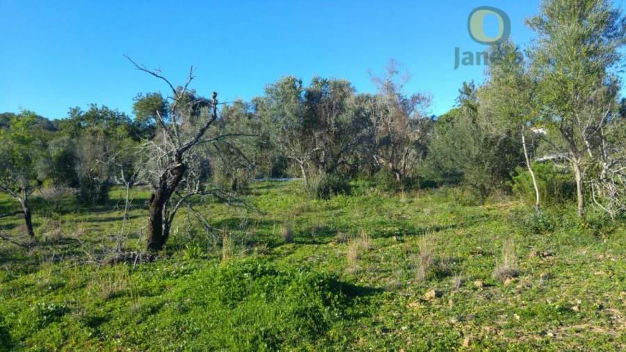Terreno Agricola ou Rústico para Venda em São Brás de Alportel Foto 4