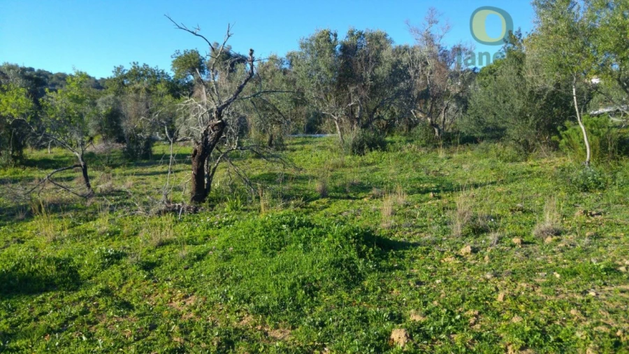 Terreno Agricola ou Rústico para Venda em São Brás de Alportel Foto 8