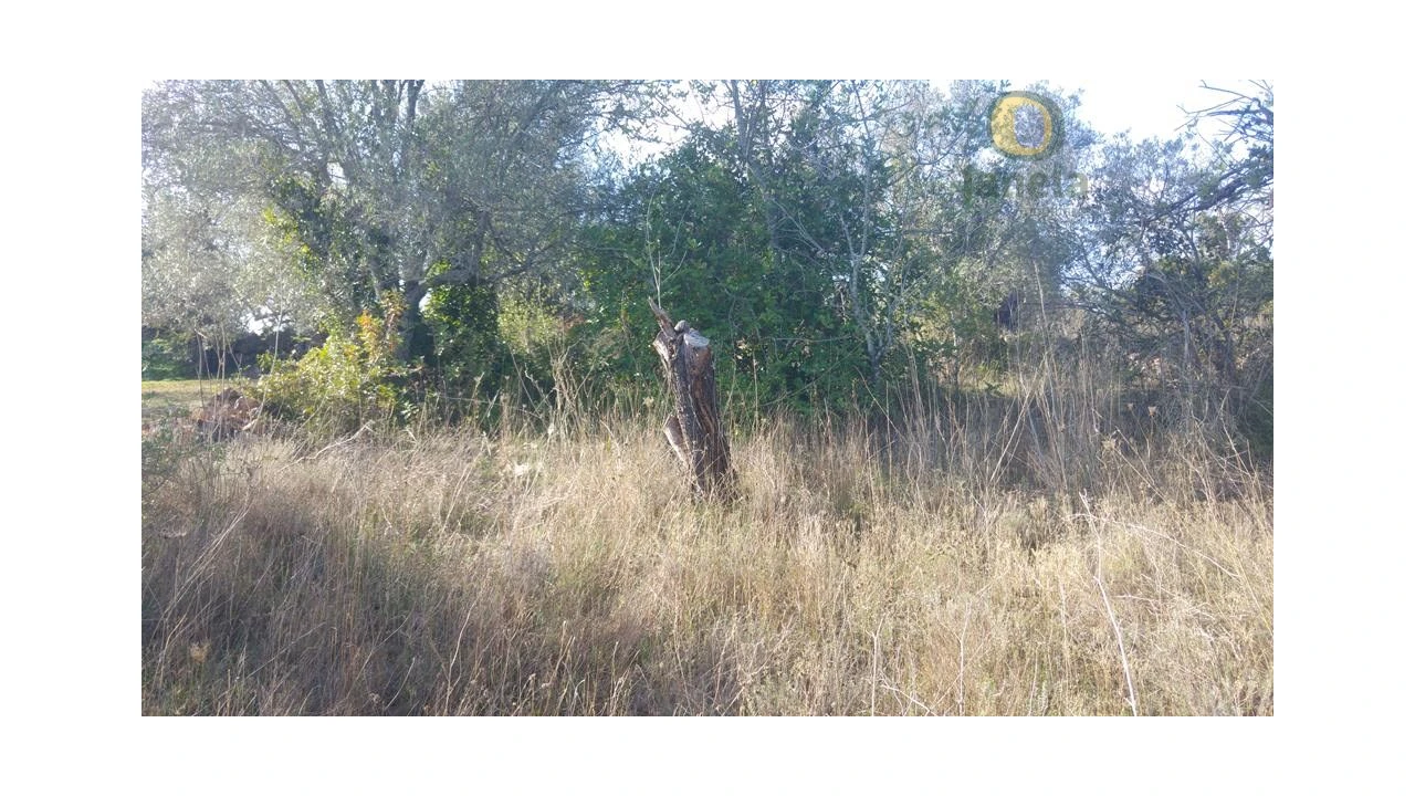 Terreno Agricola ou Rústico para Venda em Alte Foto 2