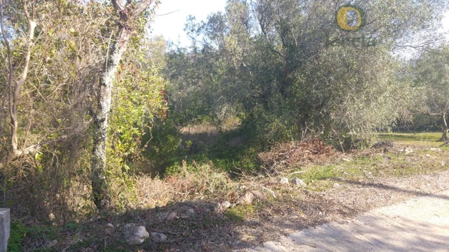 Terreno Agricola ou Rústico para Venda em Alte Foto 1