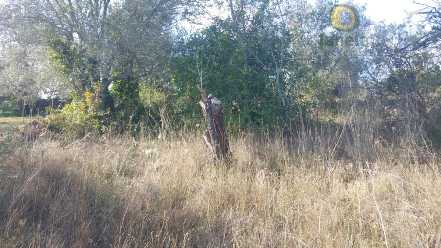 Terreno Agricola ou Rústico para Venda em Alte Foto 2