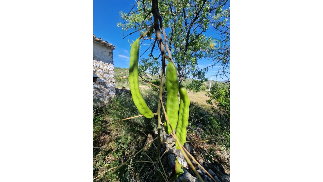 Terreno para Venda em Conceição e Estoi Foto 17