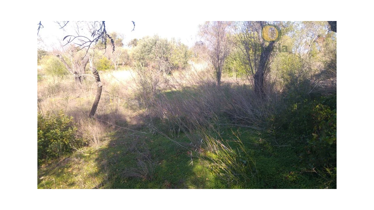 Terreno Agricola ou Rústico para Venda em Alte Foto 3