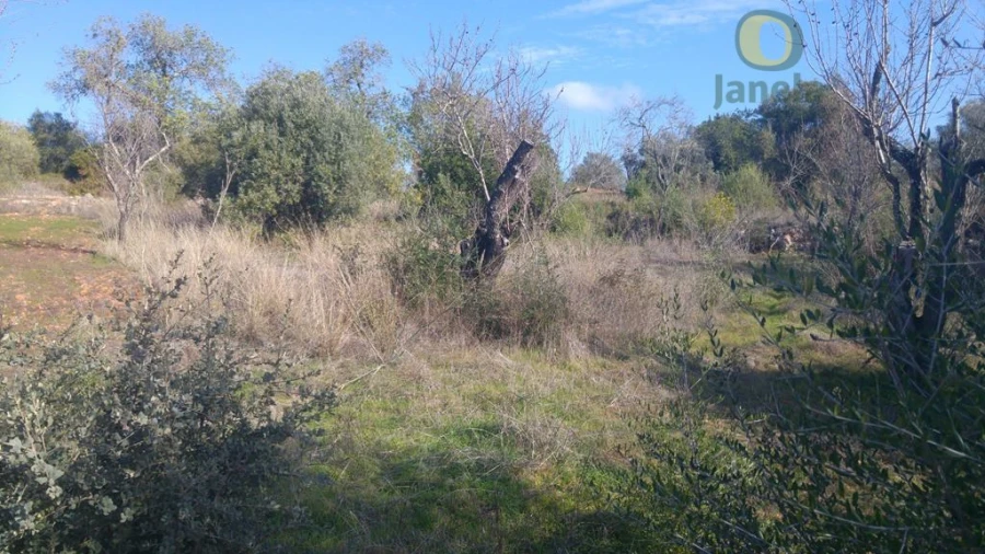 Terreno Agricola ou Rústico para Venda em Alte Foto 1