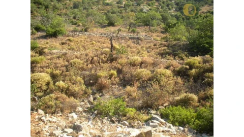 Terreno Agricola ou Rústico para Venda em Conceição e Estoi