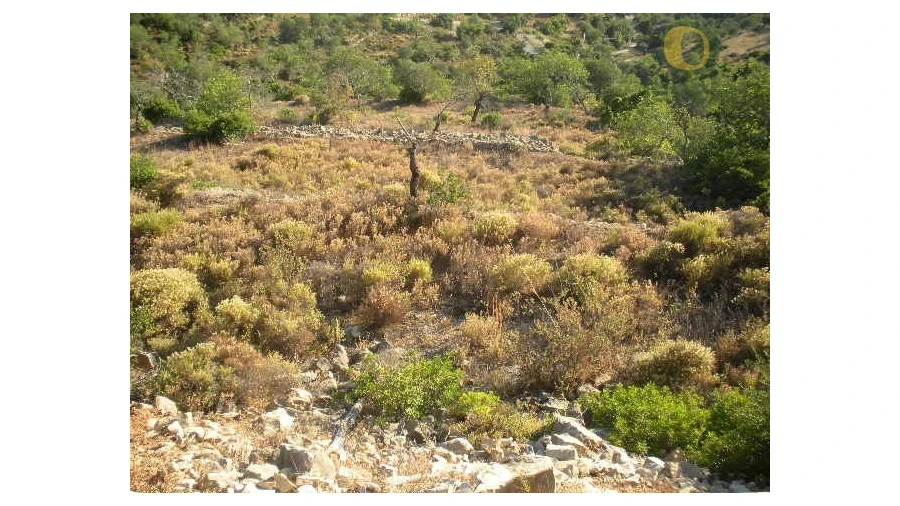 Terreno Agricola ou Rústico para Venda em Conceição e Estoi Foto 3