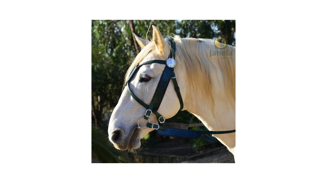 Quinta T5 para Venda em Estômbar e Parchal Foto 4