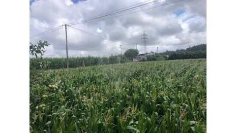 Terreno para Venda em Avanca