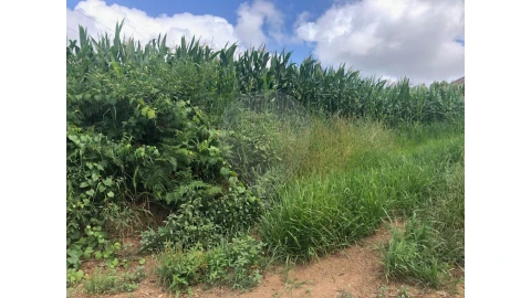 Terreno para Venda em Avanca