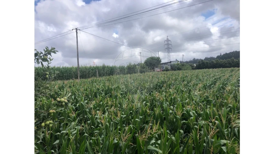 Terreno para Venda em Avanca Foto 4
