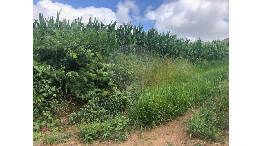 Terreno para Venda em Avanca Foto 3
