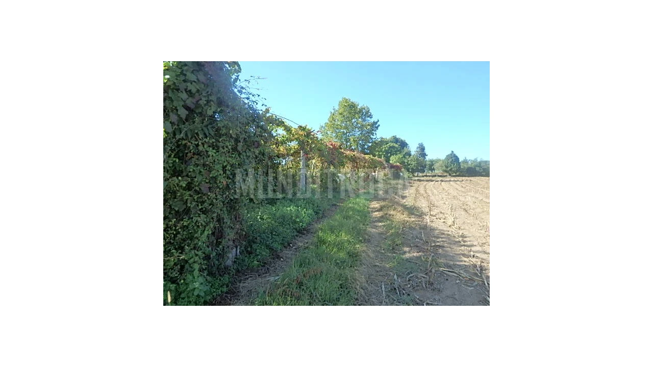 Quinta para Venda em Merelim (São Pedro) e Frossos Foto 10