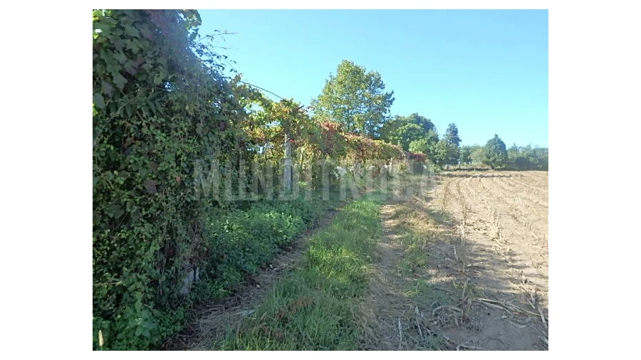 Quinta para Venda em Merelim (São Pedro) e Frossos Foto 10