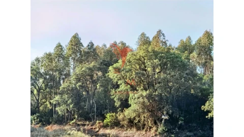 Terreno para Venda em Amiais de Baixo