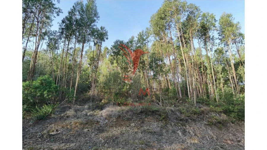 Terreno para Venda em Amiais de Baixo Foto 15