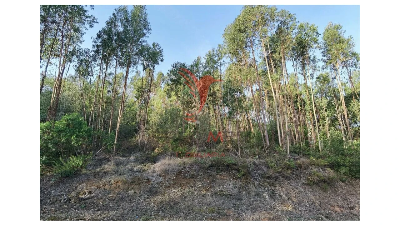 Terreno para Venda em Amiais de Baixo Foto 15