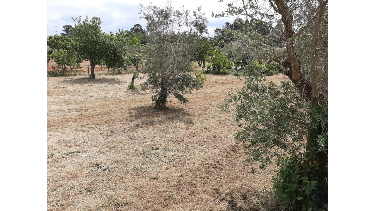 Terreno para Venda em Ferreira do Zezere Foto 12