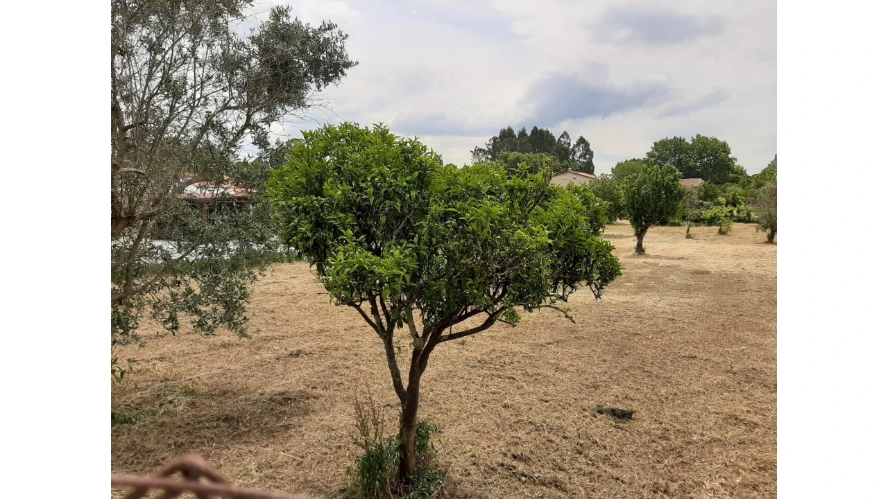 Terreno para Venda em Ferreira do Zezere Foto 26