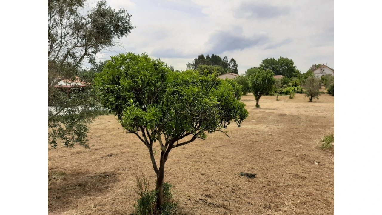 Terreno para Venda em Ferreira do Zezere Foto 25