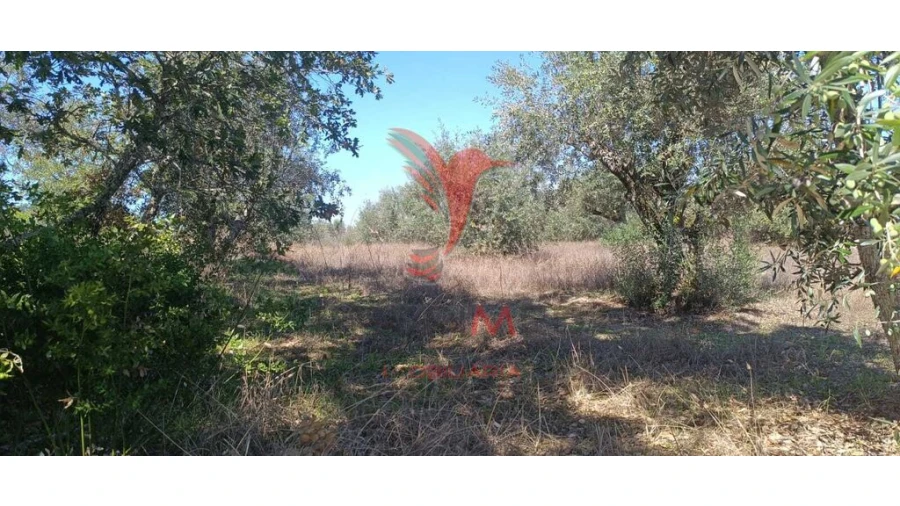 Terreno para Venda em Arez e Amieira do Tejo Foto 4