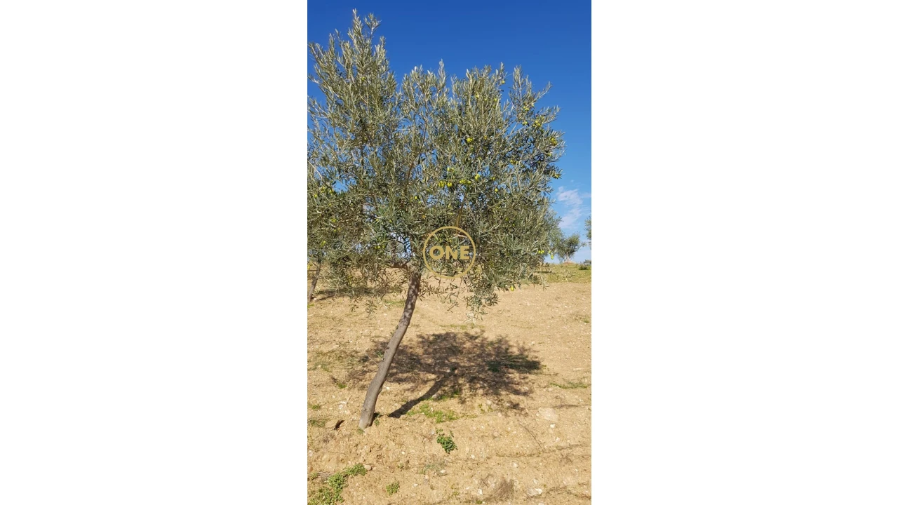 Terreno para Venda em Argozelo Foto 7