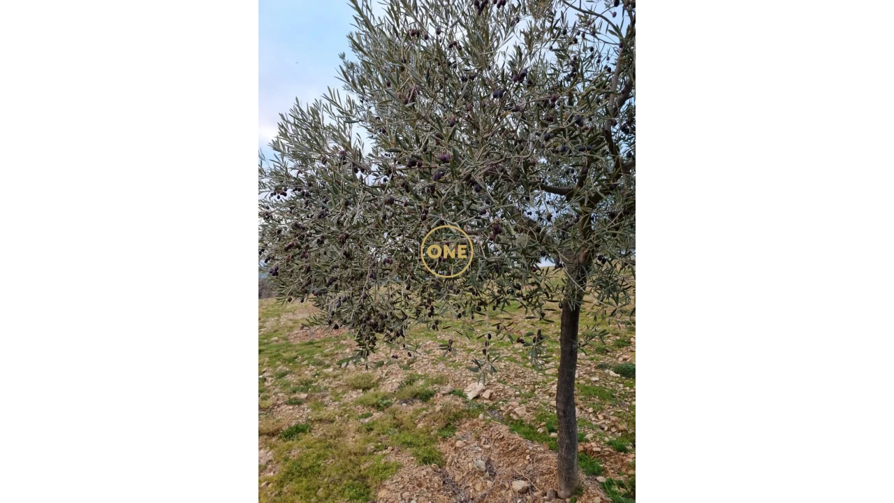 Terreno para Venda em Argozelo Foto 10