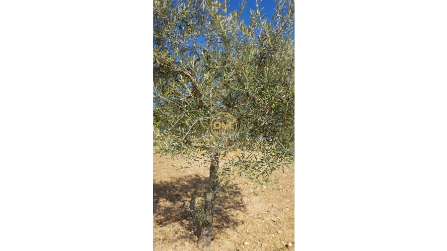 Terreno para Venda em Argozelo Foto 12