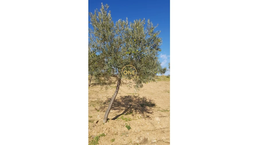 Terreno para Venda em Argozelo Foto 7