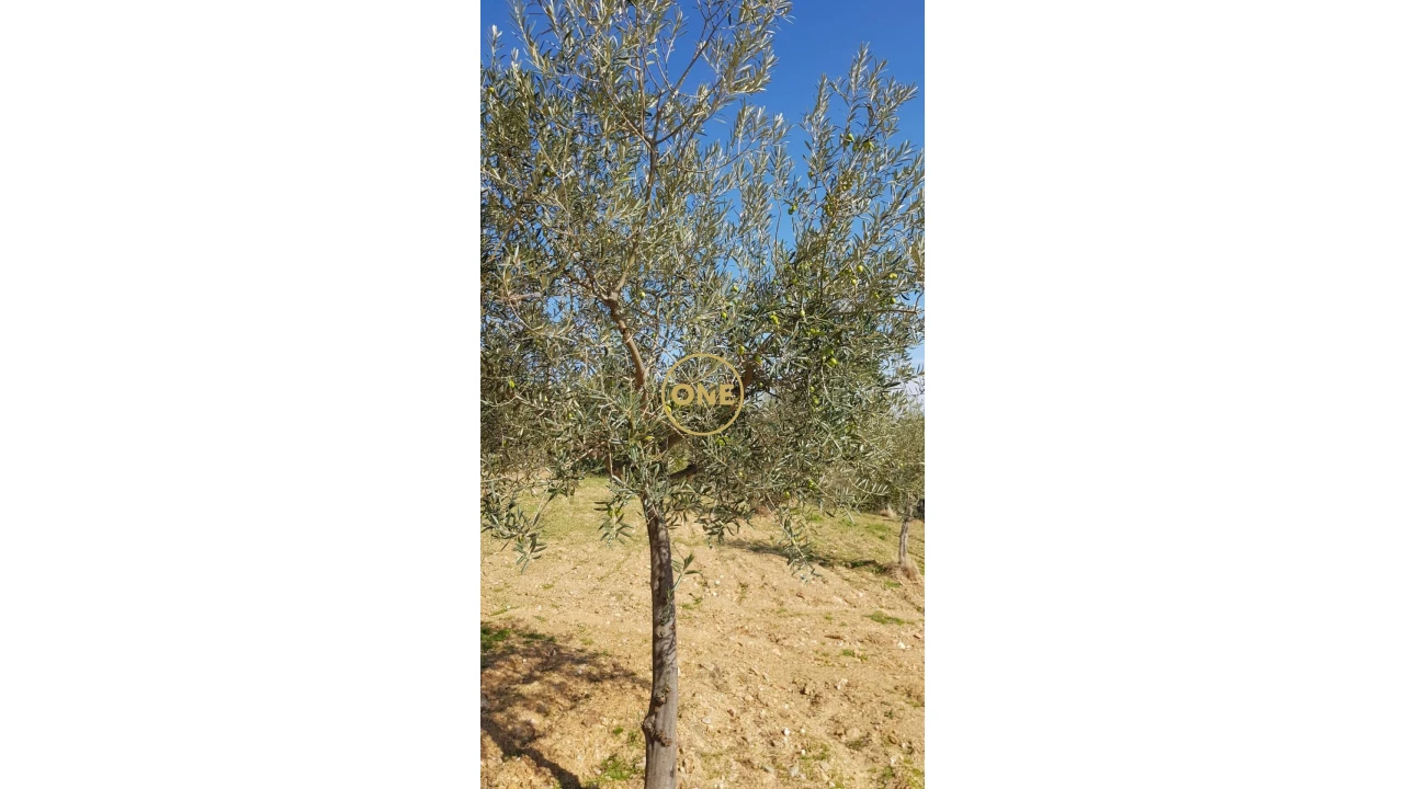 Terreno para Venda em Argozelo Foto 11