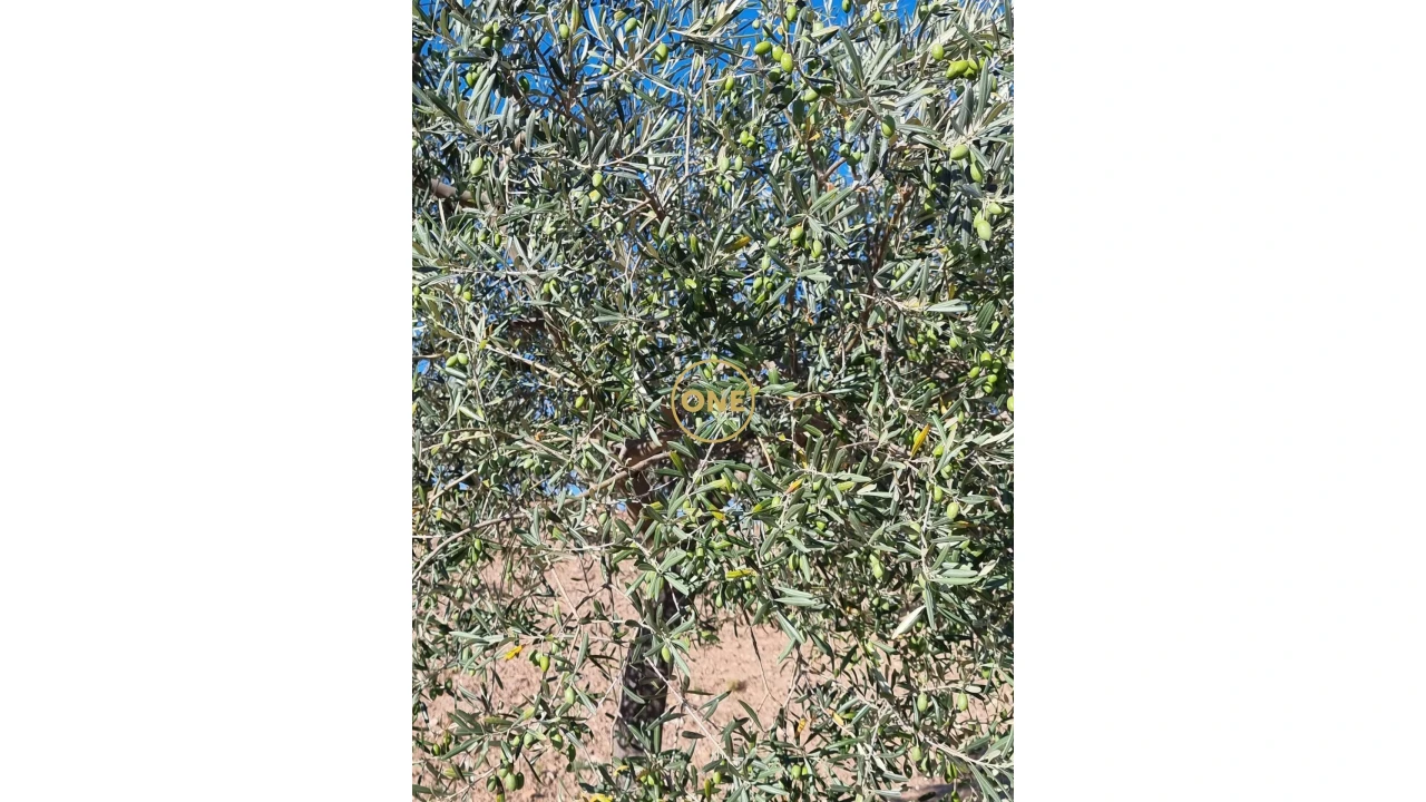 Terreno para Venda em Argozelo Foto 9