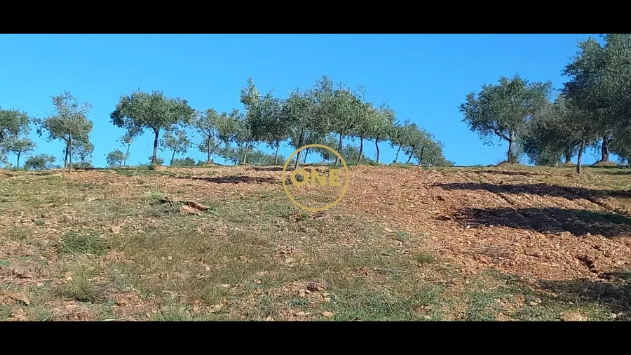 Terreno para Venda em Argozelo