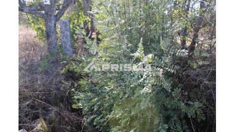 Terreno para Venda em Alcains