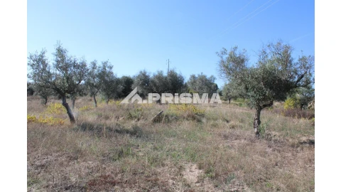 Terreno para Venda em Alcains