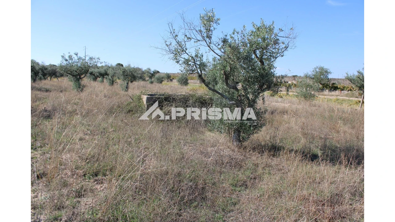 Terreno para Venda em Alcains Foto 22