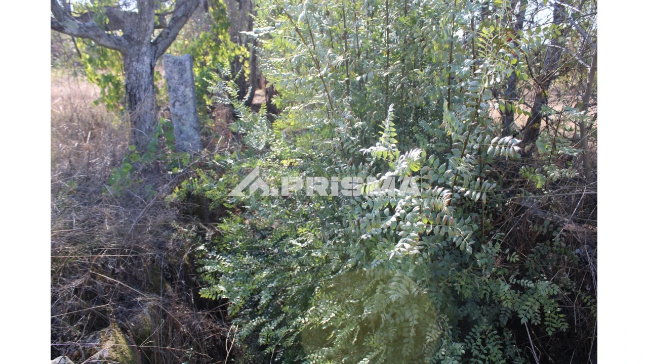 Terreno para Venda em Alcains Foto 11