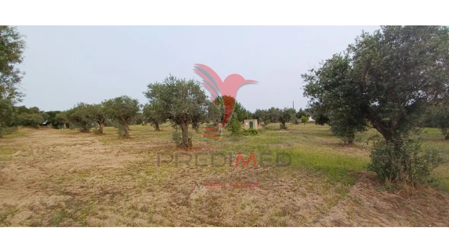Terreno para Venda em Espírito Santo, Nossa Senhora da Graça e São Simão Foto 4