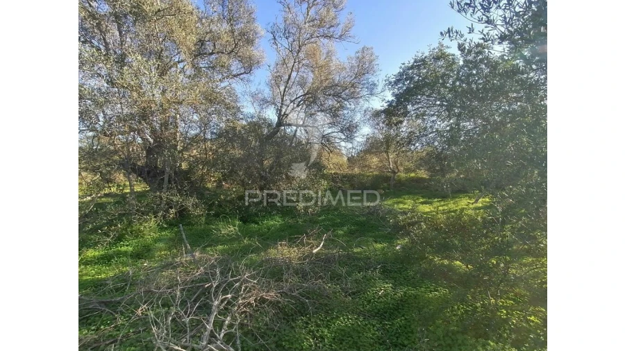 Terreno para Venda em Moncarapacho e Fuseta Foto 4