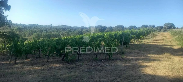 Terreno para Venda em São João Baptista e Santa Maria dos Olivais