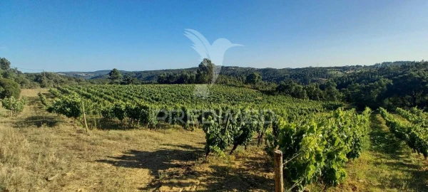Terreno para Venda em São João Baptista e Santa Maria dos Olivais
